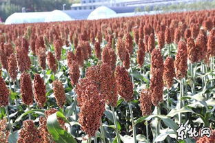 黑龍江墾區(qū)農(nóng)作物長(zhǎng)勢(shì)喜人 水稻玉米豐收在望