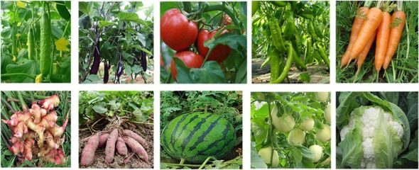 無(wú)毒更高效！富朗防線護(hù)根菌劑 守護(hù)水果種植的綠色革命