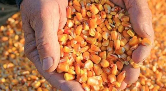 美國(guó)農(nóng)作物畝產(chǎn)水平與水果種植優(yōu)勢(shì)解析 科技與管理驅(qū)動(dòng)的現(xiàn)代農(nóng)業(yè)