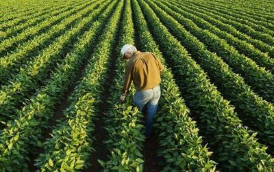 從泥土到餐桌 一位臺(tái)灣農(nóng)民的綠色創(chuàng)業(yè)夢(mèng)