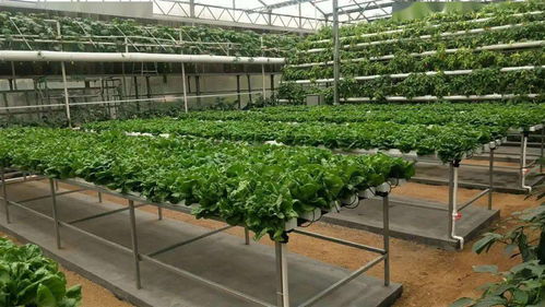 無土栽培 健康之選還是風險之虞？