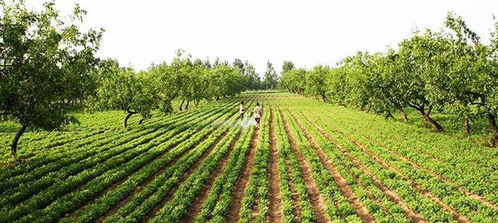 春節(jié)后迎種植熱潮，三大蔬菜作物市場(chǎng)前景廣闊